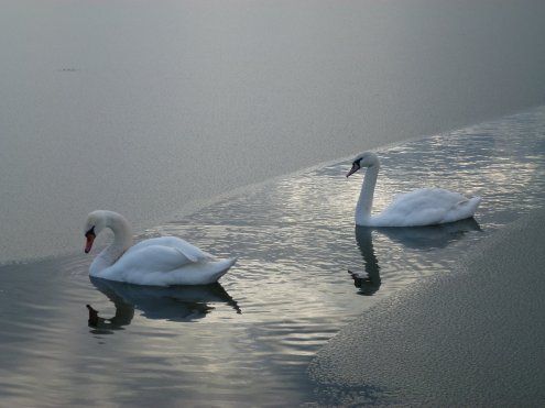 P1050497_495x371.jpg