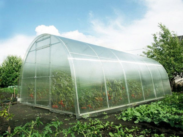 1353137317_agromir.jpg